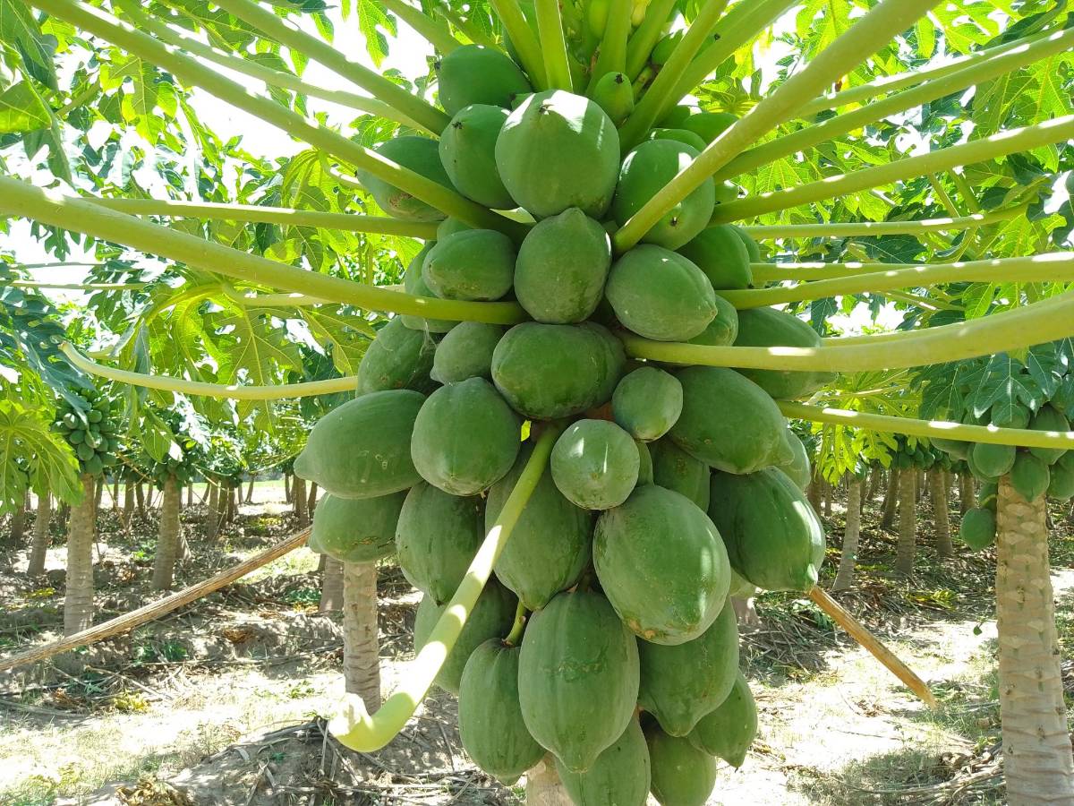 La investigación se realiza en los cultivos de berenjena china, maíz, frijol, sandía y chile dulce entre otros.