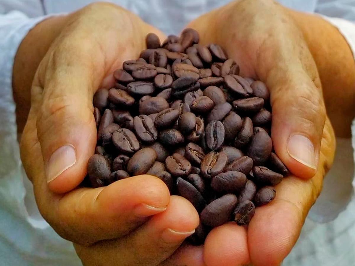 Naturaleza y sabores, Ecofinca Luna del Puente ofrece variedades como Paca, Lempira, Catuaí y Parainema, con notas de caramelo, chocolate y miel.