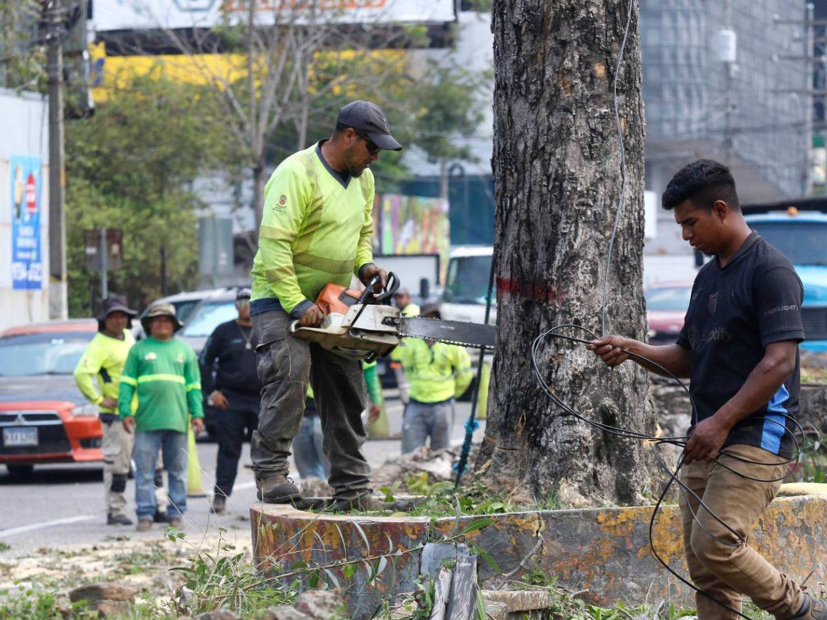 Crimen ambiental en la avenida circunvalación de San Pedro Sula