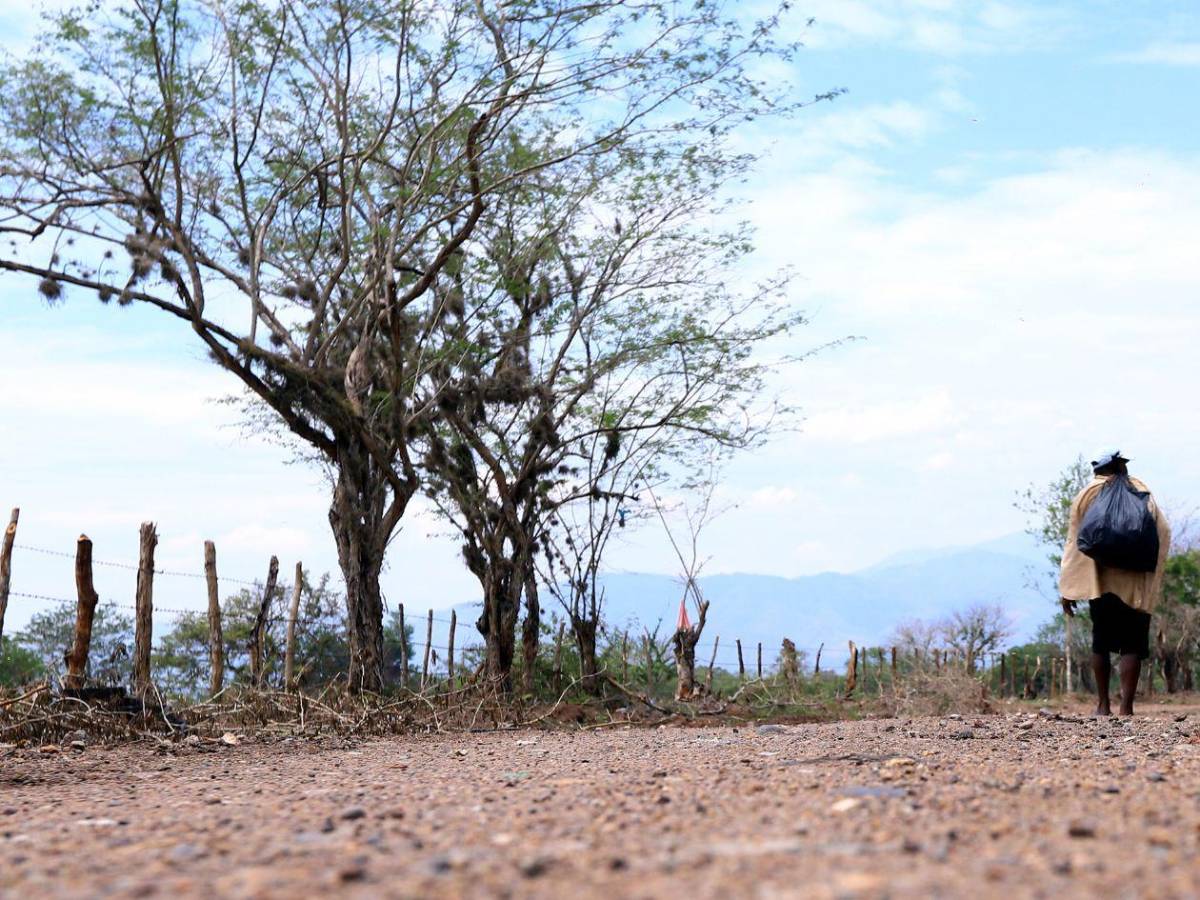 Alimentos, agua y salud: así será distribuida la ayuda para 762,000 hondureños
