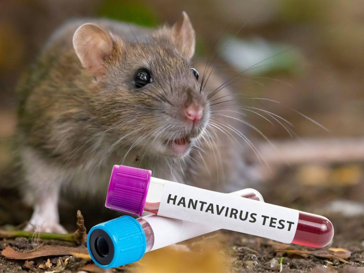 Hantavirus: aíslan a niños franceses tras contacto con un infectado