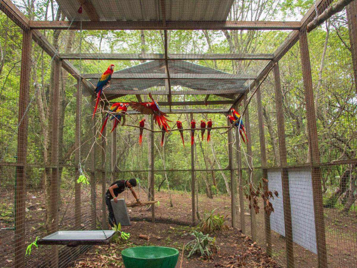 Dos eventos para conocer el sabor del bosque y el vuelo a la libertad en Copán e Intibucá