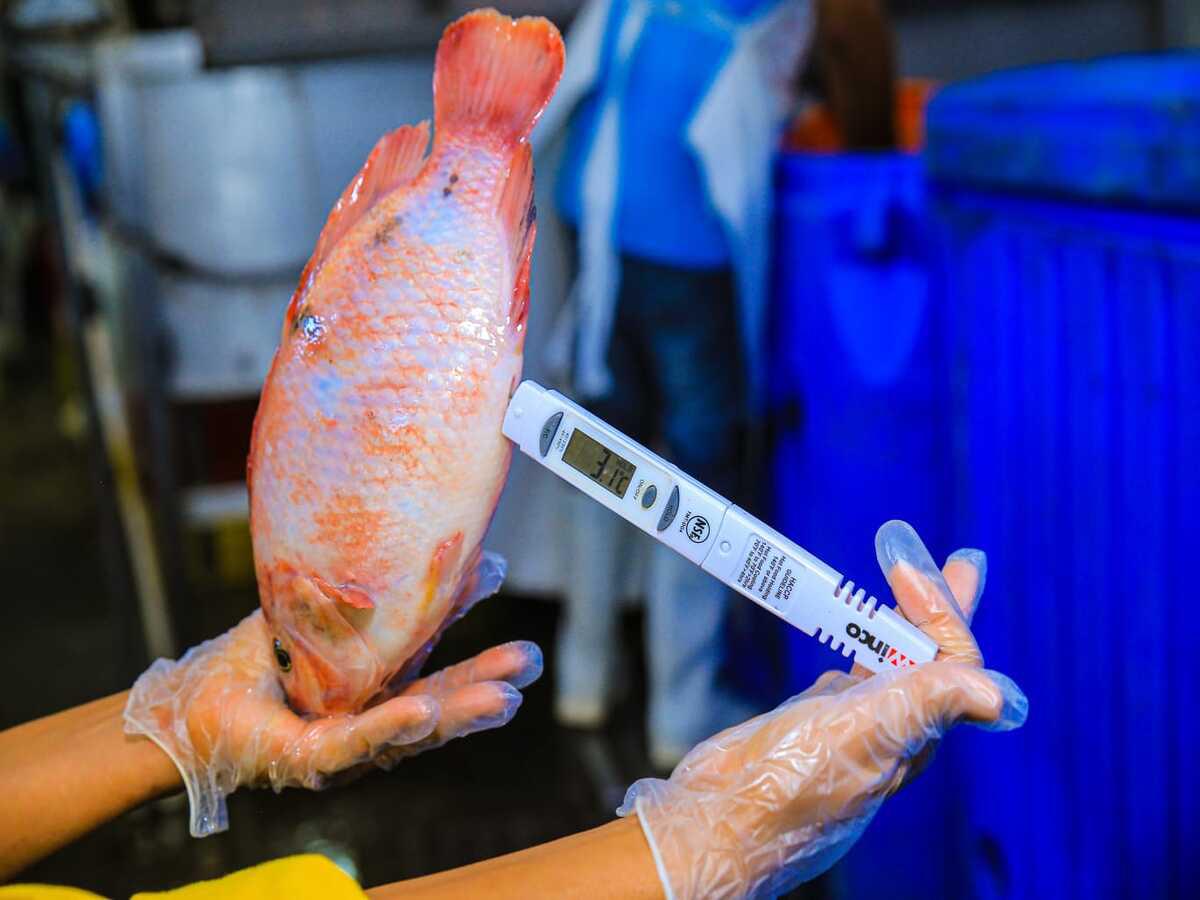 Santa Cruz de Yojoa realizará su primera Feria Internacional de la Tilapia