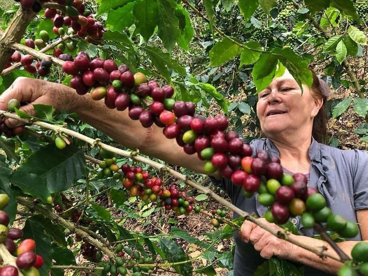 SAG fortalecerá sector cafetalero con financiamiento inclusivo