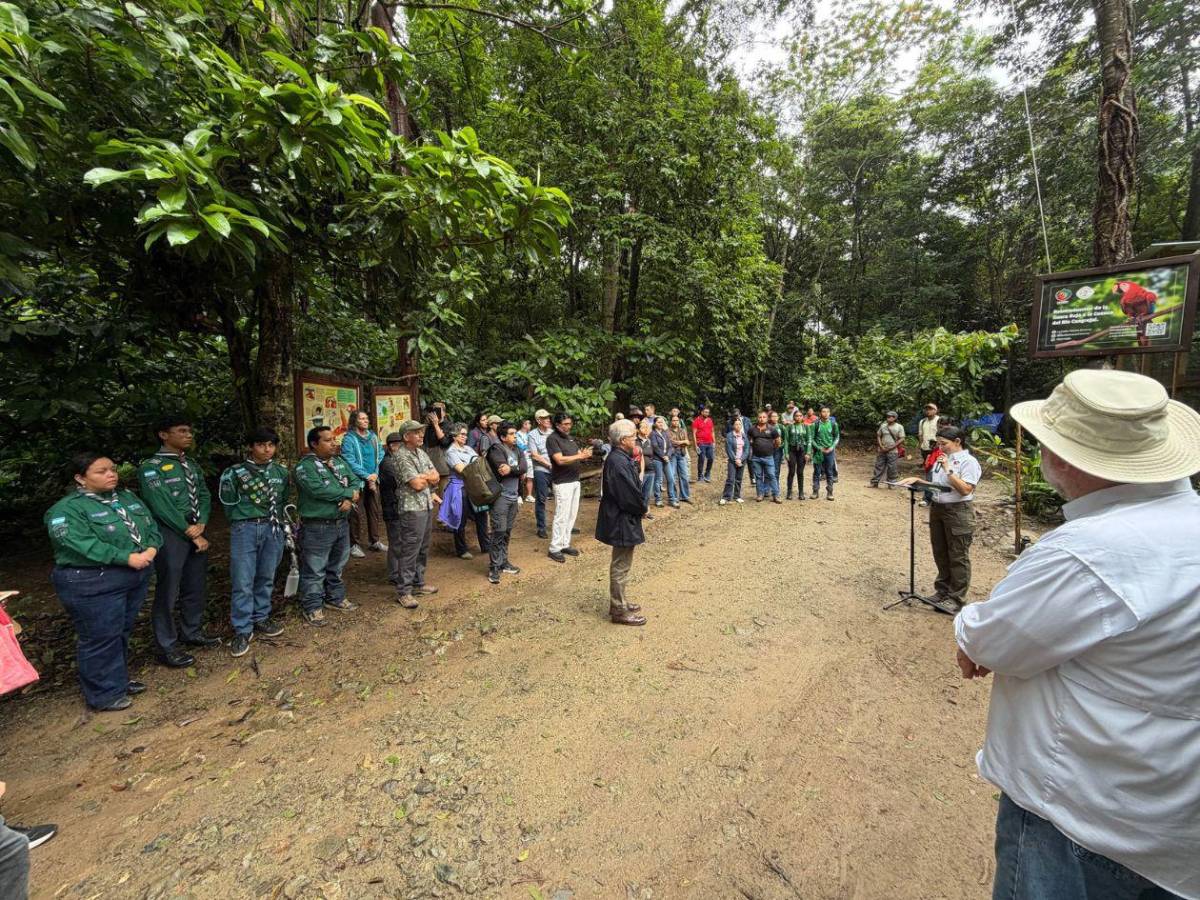 ¡Vuelen alto! Diez hermosas guacamayas vuelven a la vida silvestre en La Ceiba