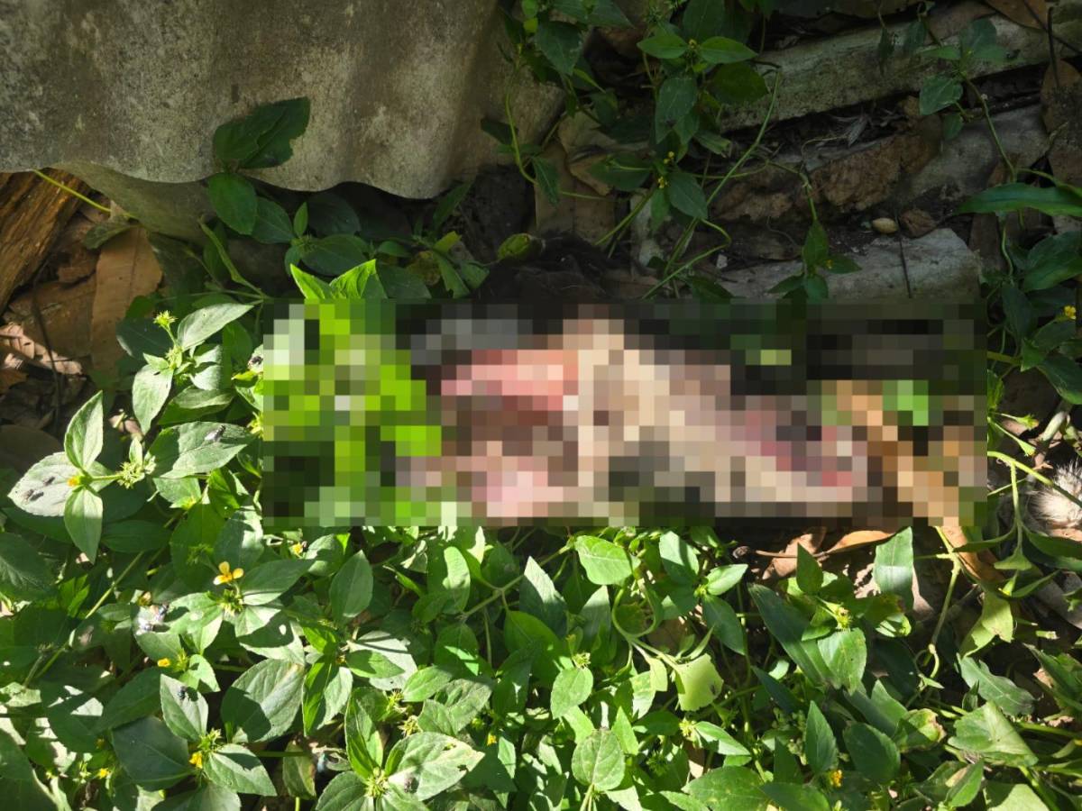 Siniestro: hallan restos de perros en casa de vendedor de tacos mexicanos en Siguatepeque