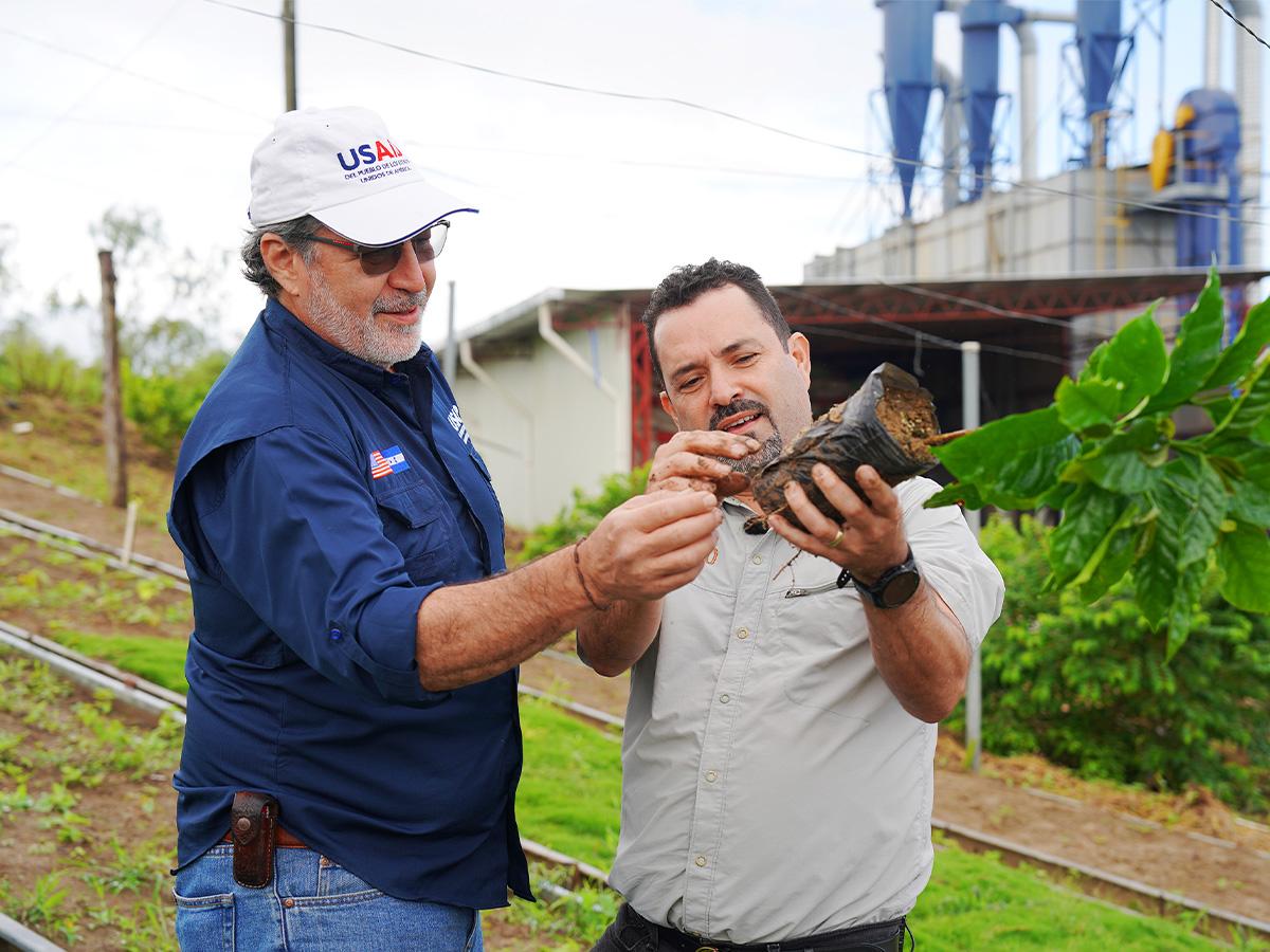 Representantes de USAID y CAFICO observan las nuevas variedades de café que prometen mejorar la productividad y resistencia a las plagas.