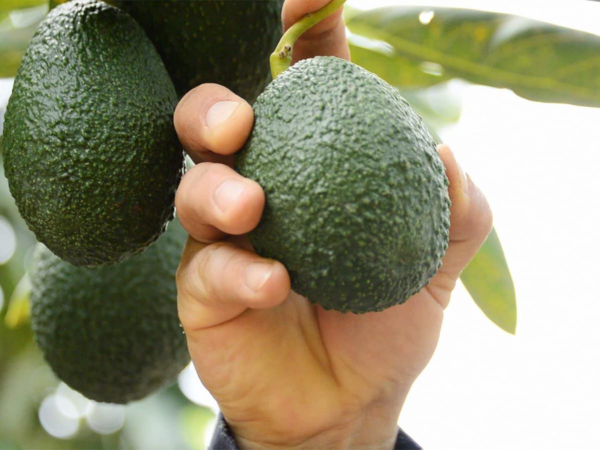 Plantaciones de aguacate en Honduras, que buscan expandir el área cultivada a 10,000 hectáreas en los próximos 15 años.