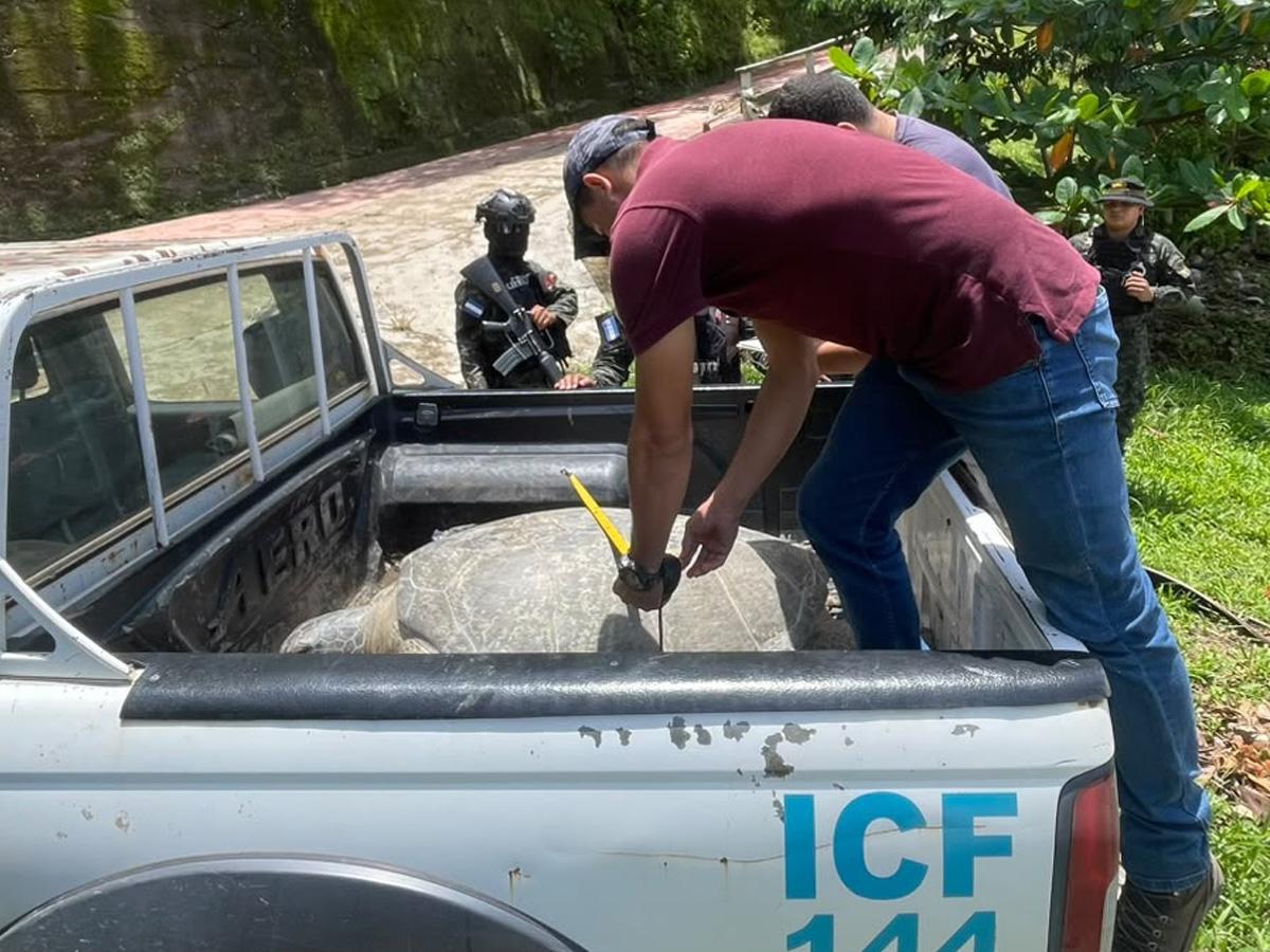 Liberan tortuga marina decomisada a hondureño que la llevaba oculta en Colón