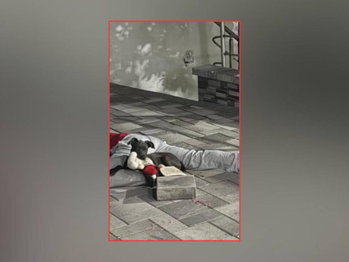 Mascota del Catracho permaneció junto a su cuerpo tras ataque sicarial