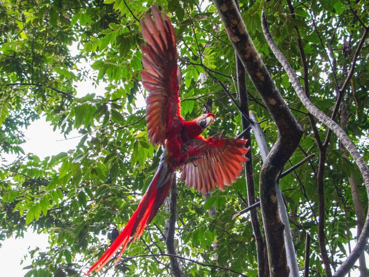 ¡Vuelen alto! Diez hermosas guacamayas vuelven a la vida silvestre en La Ceiba