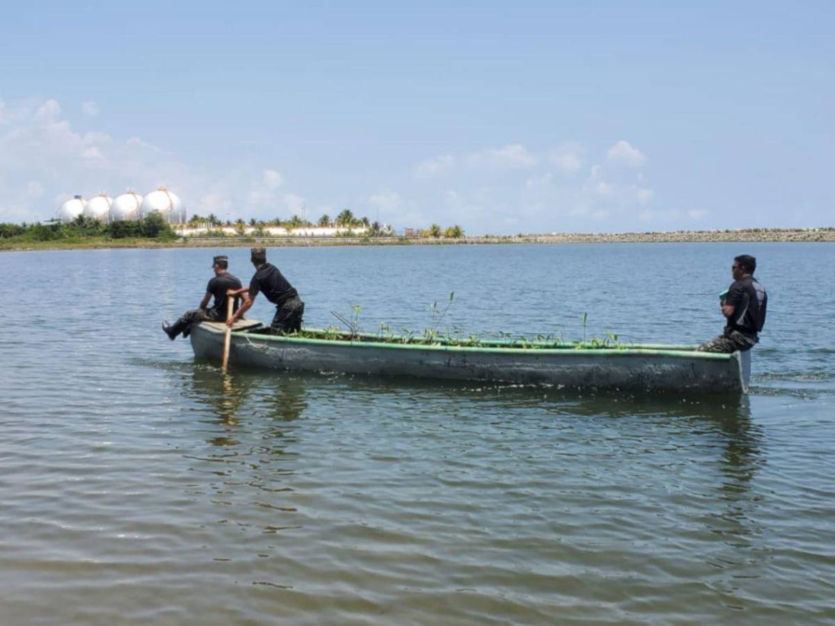 Regresa a la vida la laguna de Centeno con 37,000 mangles en Omoa