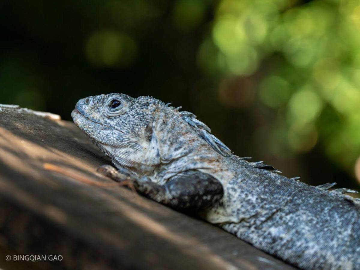 Entre nacimientos y despedidas: Útila celebra nuevas crías y llora a Swampy
