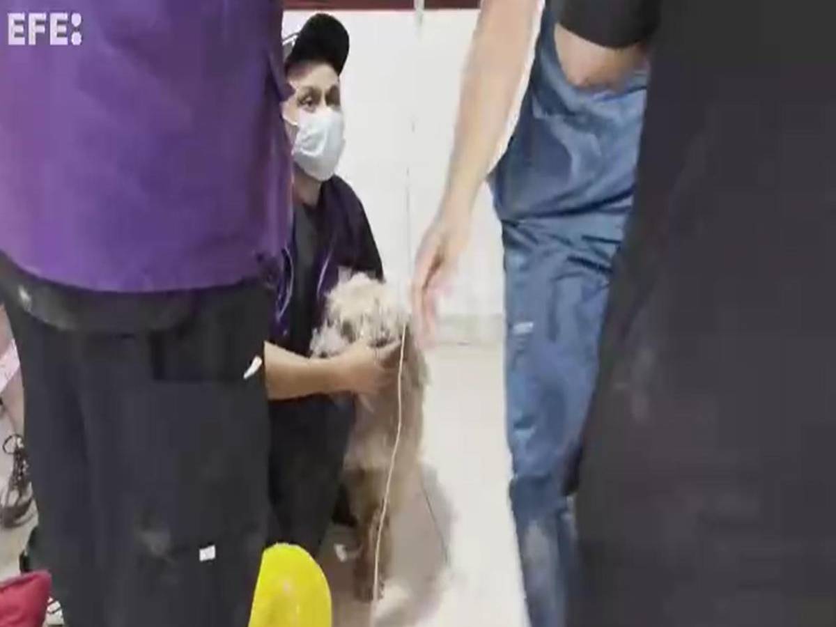 Antonio, el perro rescatado de los escombros en Colombia, alimenta la esperanza de una familia