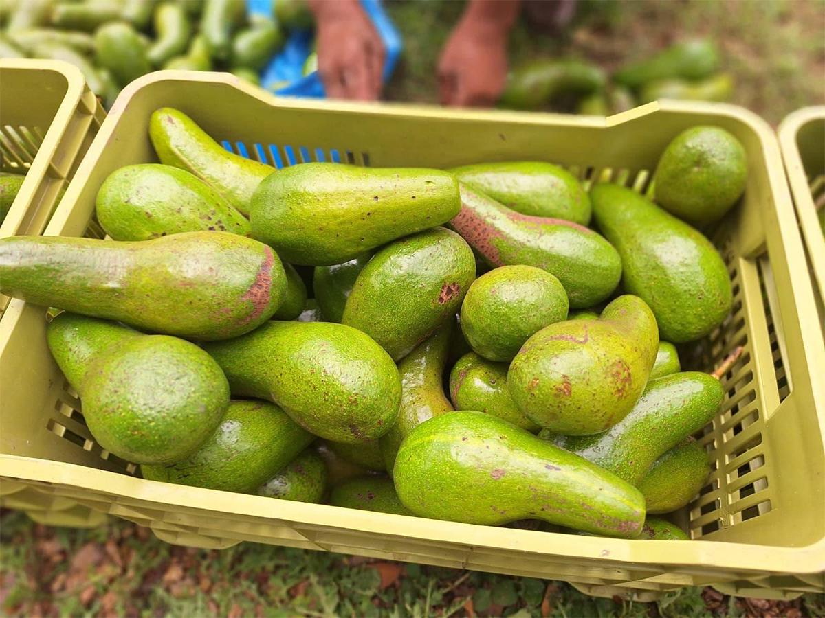 Variedades de aguacate cultivado en diferentes altitudes de Honduras.
