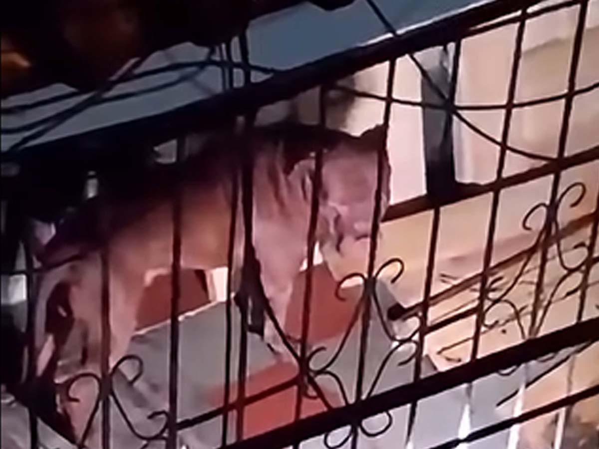 “Se escuchaban los aullidos”: vecinos relatan cómo vivía Zeus, pitbull que mató a su dueño