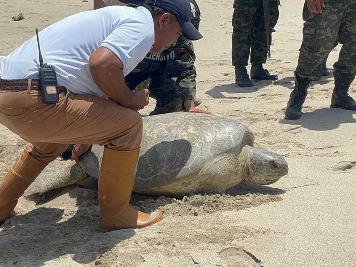 Liberan tortuga marina decomisada a hondureño que la llevaba oculta en Colón