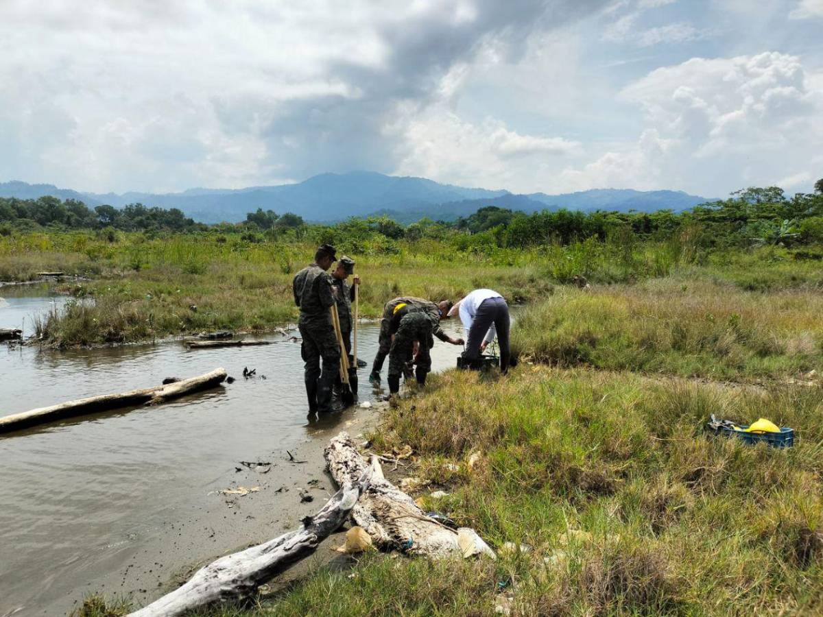Regresa a la vida la laguna de Centeno con 37,000 mangles en Omoa