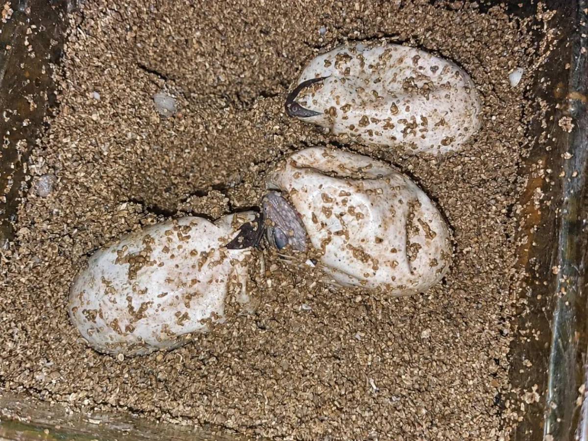 Entre nacimientos y despedidas: Útila celebra nuevas crías y llora a Swampy