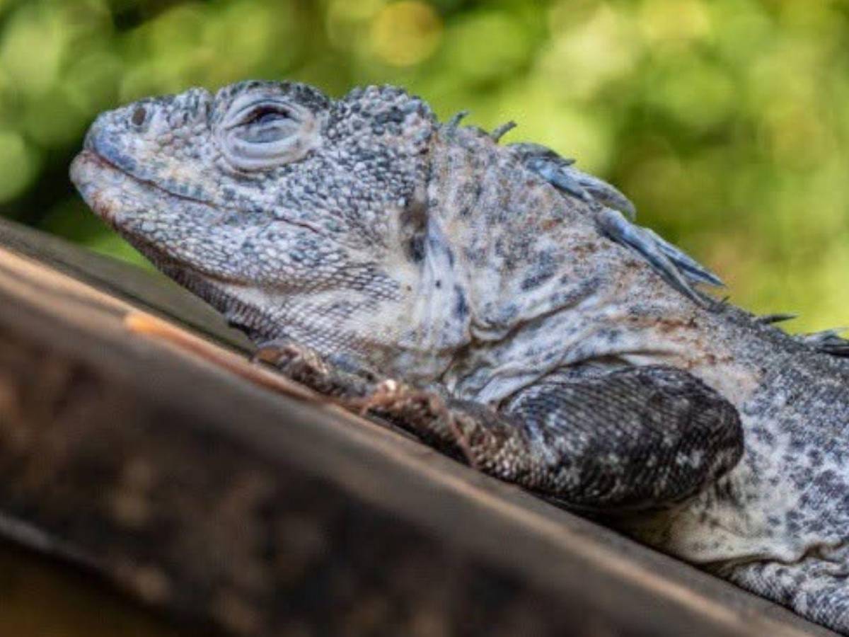 Entre nacimientos y despedidas: Útila celebra nuevas crías y llora a Swampy