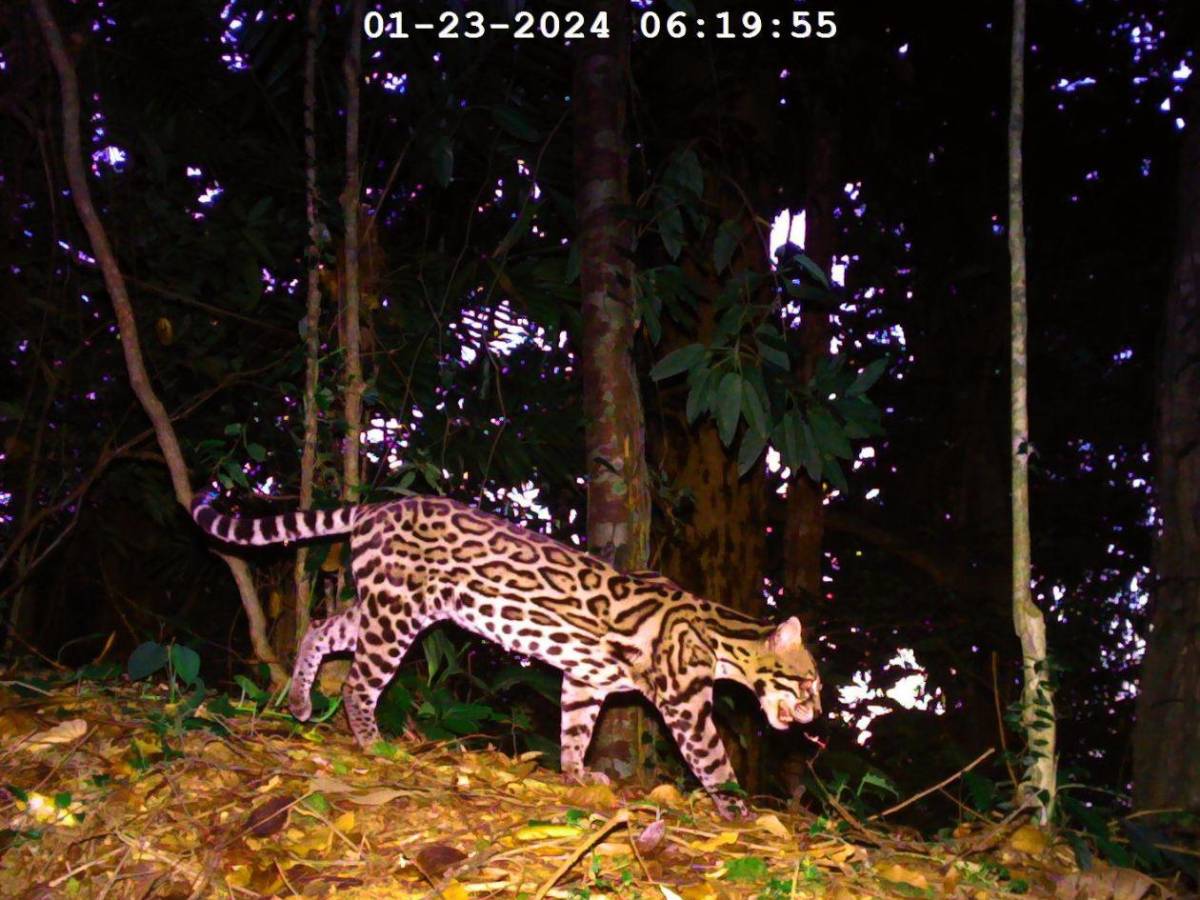 Los felinos y fauna silvestre más fotogénicos de Honduras
