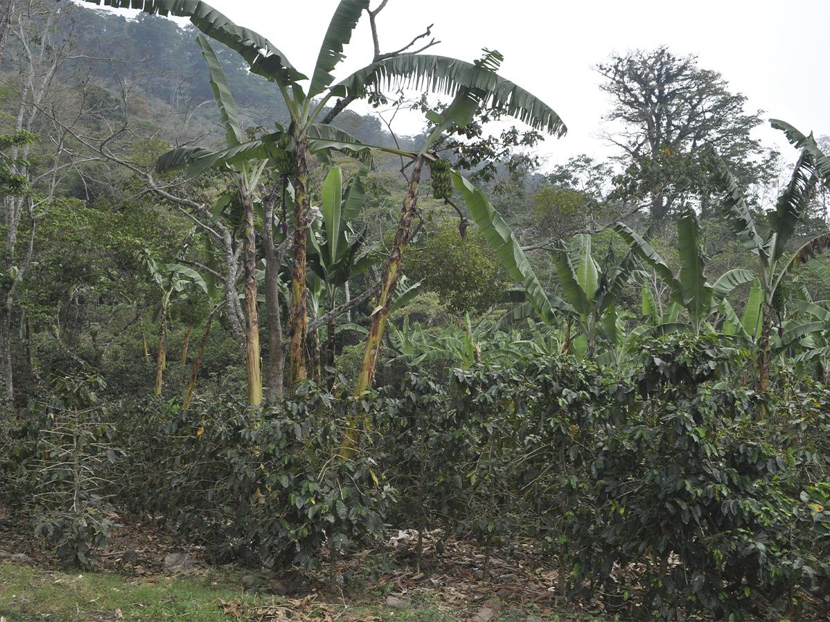 Entre otros beneficios que traerá a la comunidad la inauguración de la finca se destacan, empleabilidad, desarrollo económico y evitar la migración.