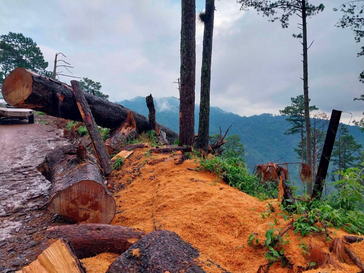 Policía Ambiental hará frente a la tala ilegal en El Merendón