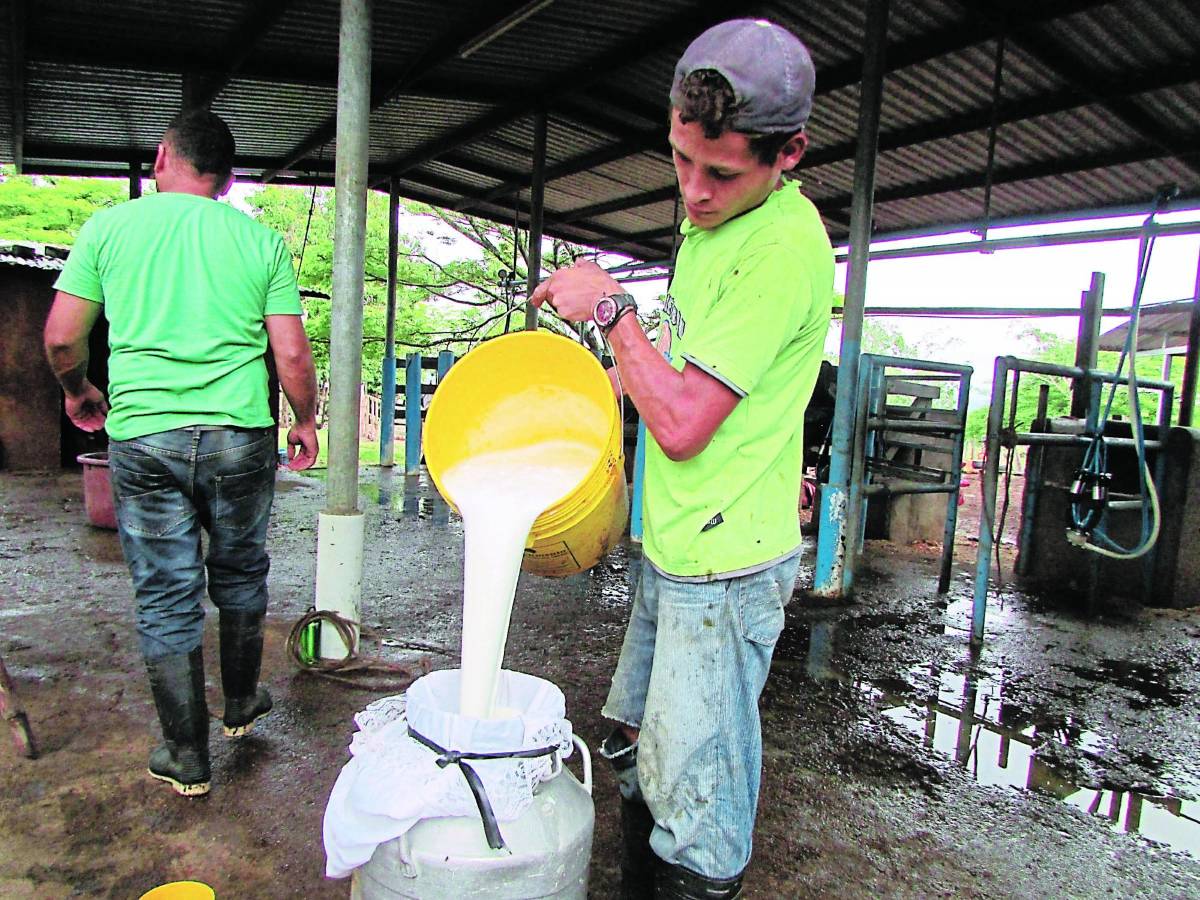 Propone fijar en L11 el litro de leche para productores