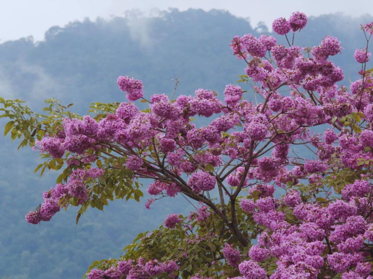 San Pedro Sula se viste de rosa con la floración de los macuelizos