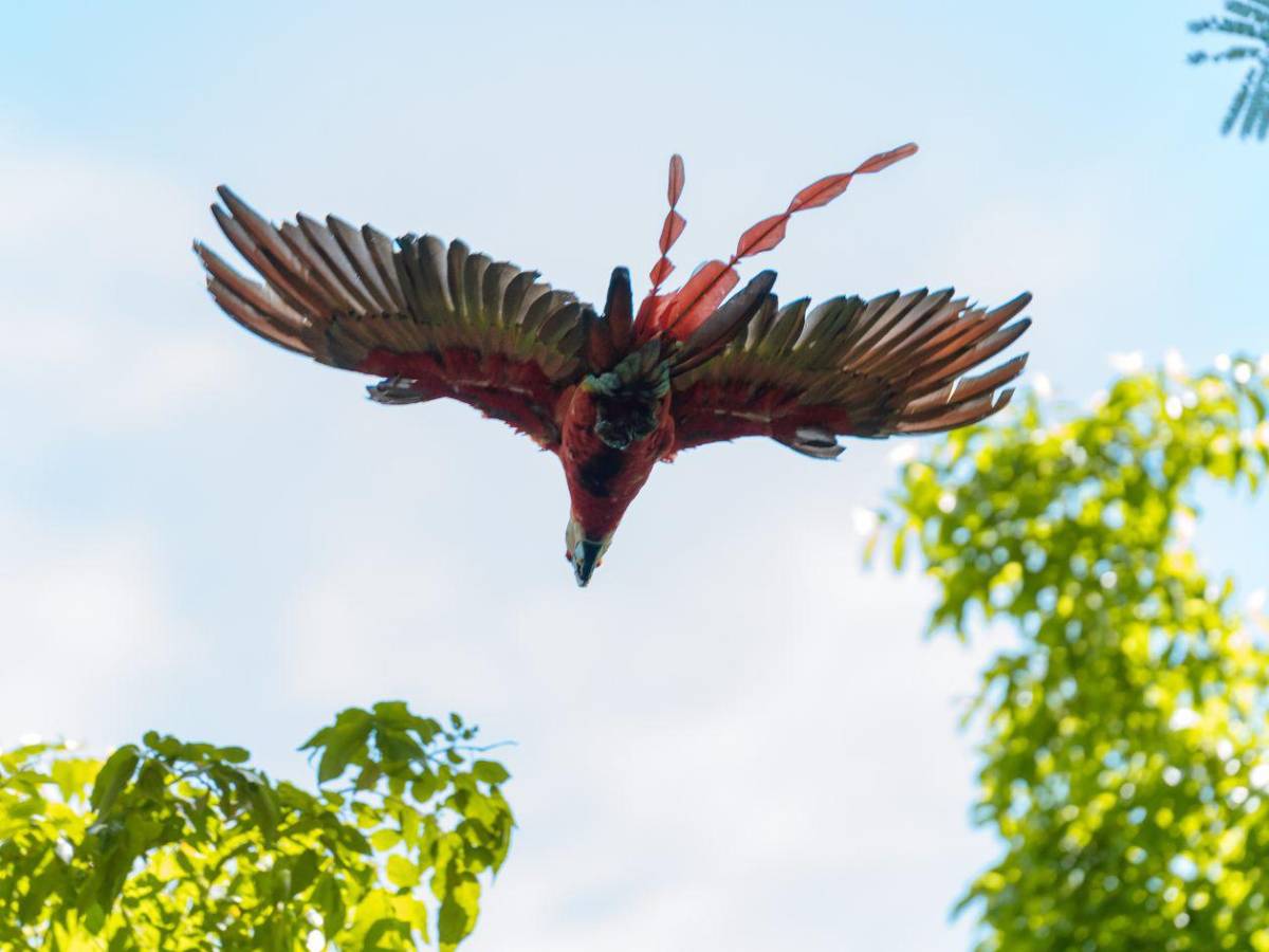 Guacamayas rojas volverán a conquistar el cielo de Copán Ruinas