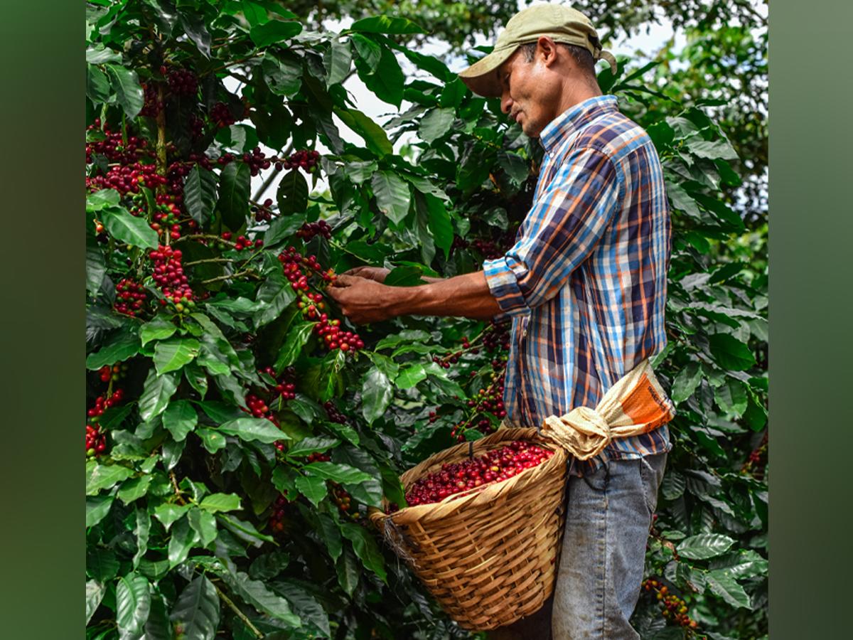 Espresso Americano celebra 30 años transformando el café hondureño