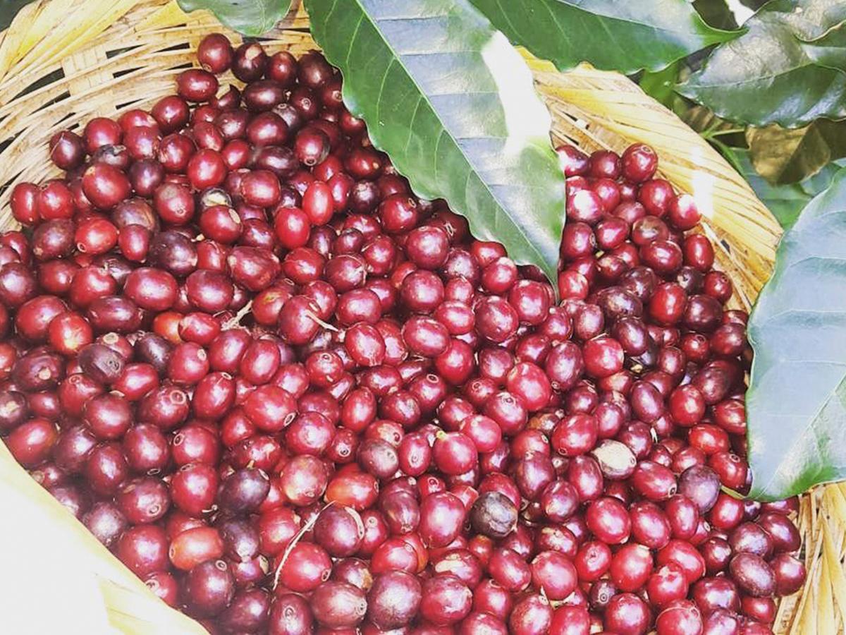 Finca Santa Elena: Donde el café es toda una experiencia inigualable