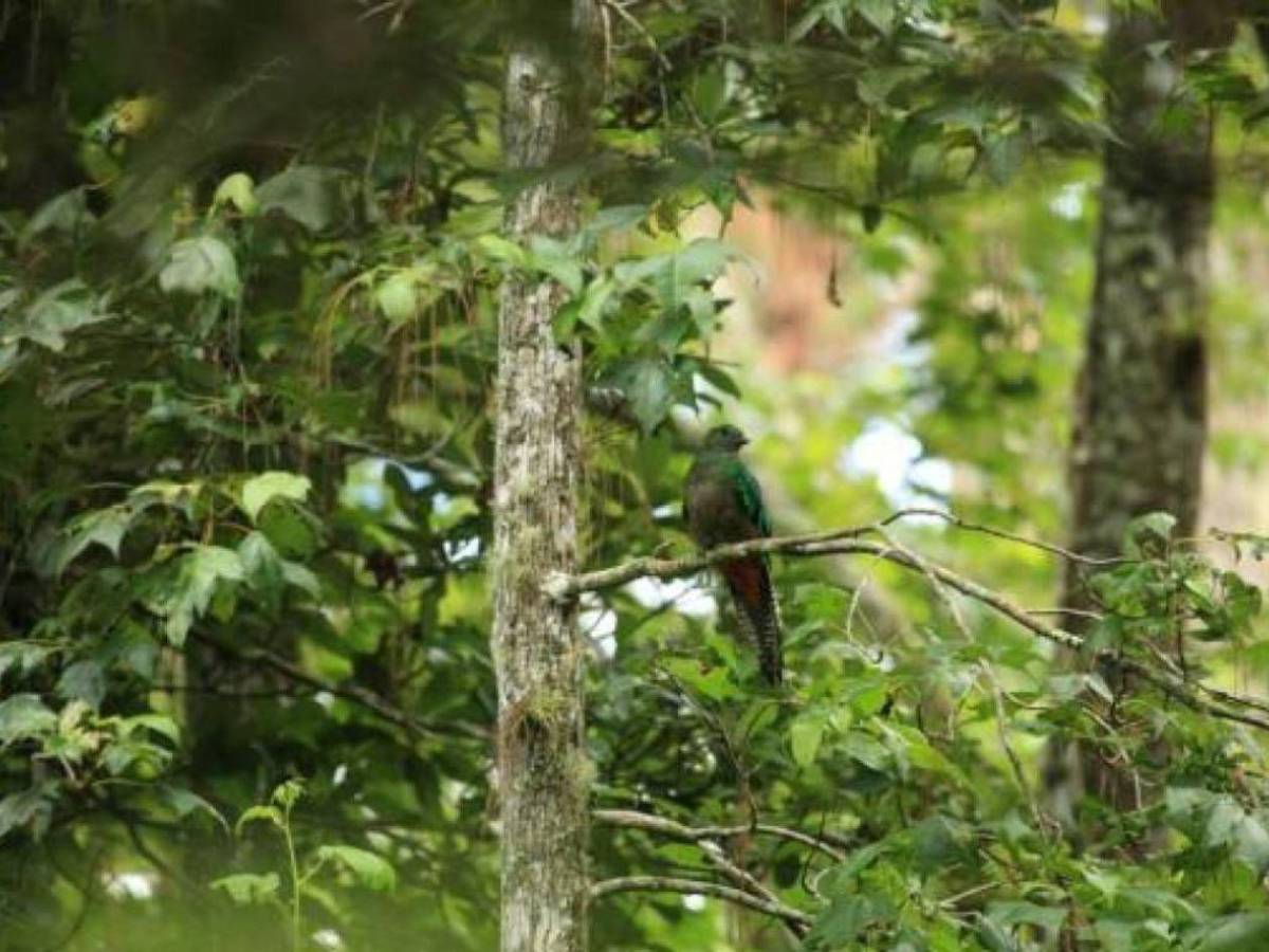 Cinco lugares que debes visitar en San Pedro Sula