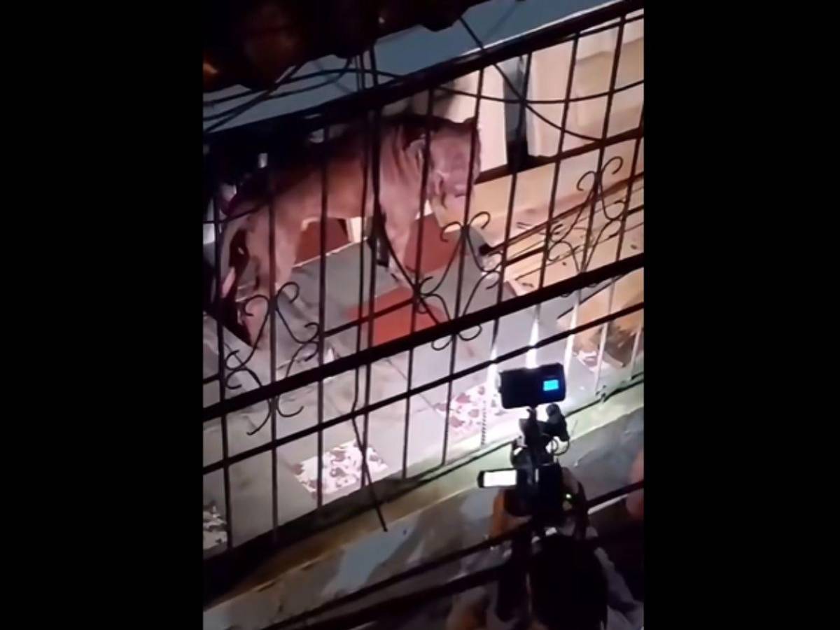 Pitbull atacó en dos ocasiones a su dueño hasta matarlo y dejó herido a su hijo