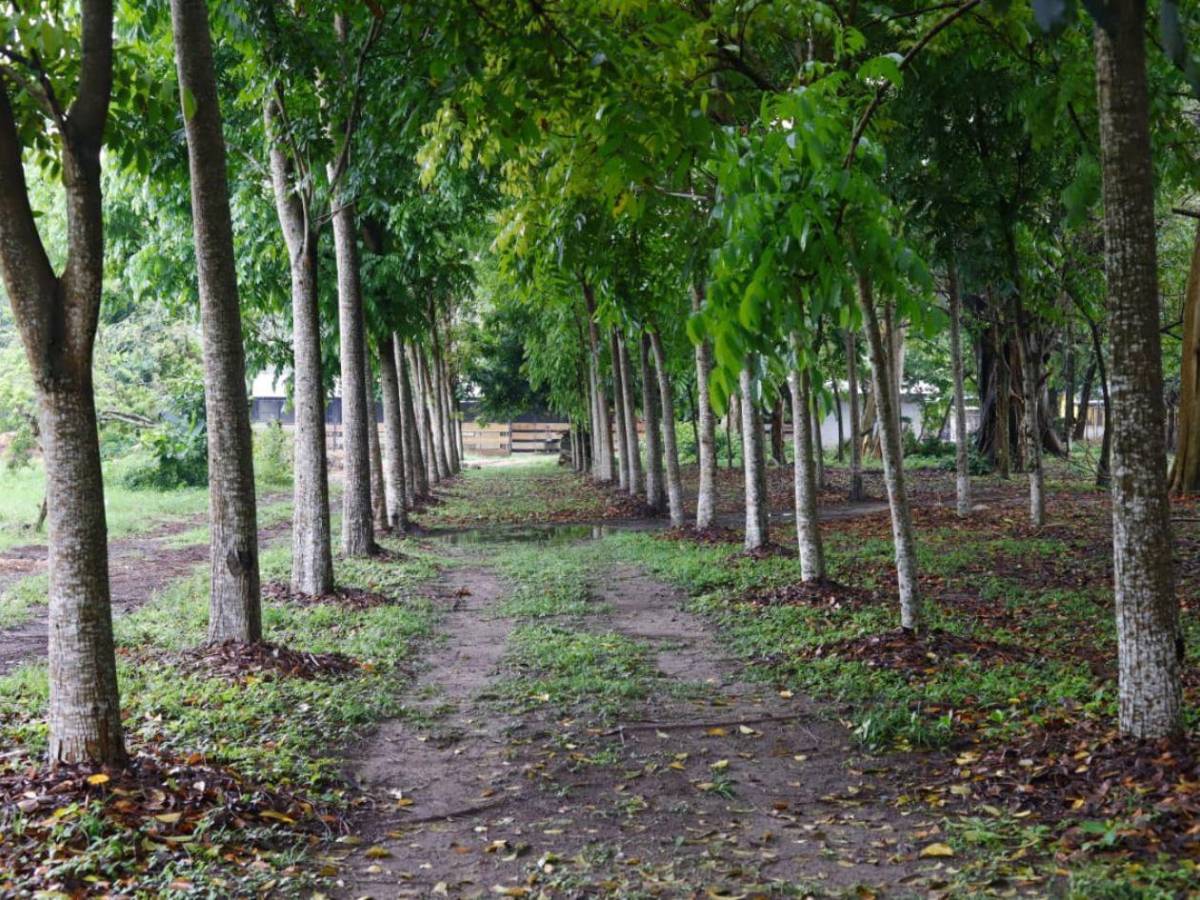 San Pedro Sula tiene su primera Reserva Natural Perpetua