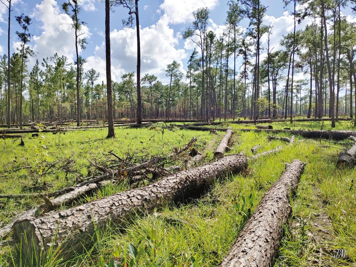 Instituto de Conservación Forestal anulará 26 planes de manejo