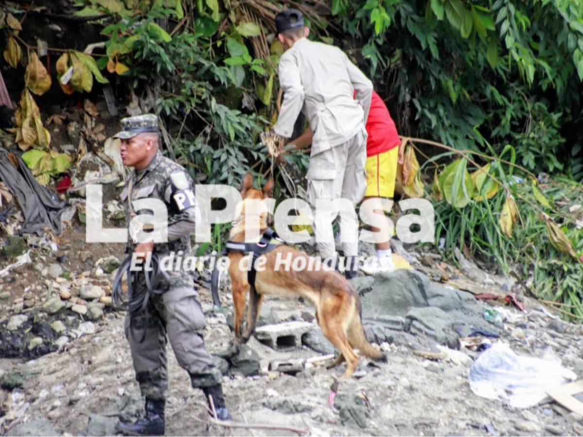 Odín y Max, los dos caninos que se suman a la búsqueda de Elvis Eliú