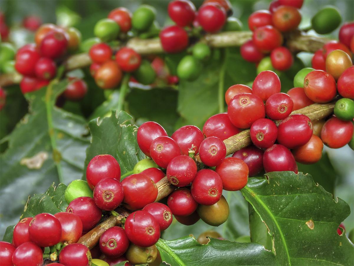 El proceso de recolección de granos de café y cacao emerge en medio de un entorno natural y único en Honduras.