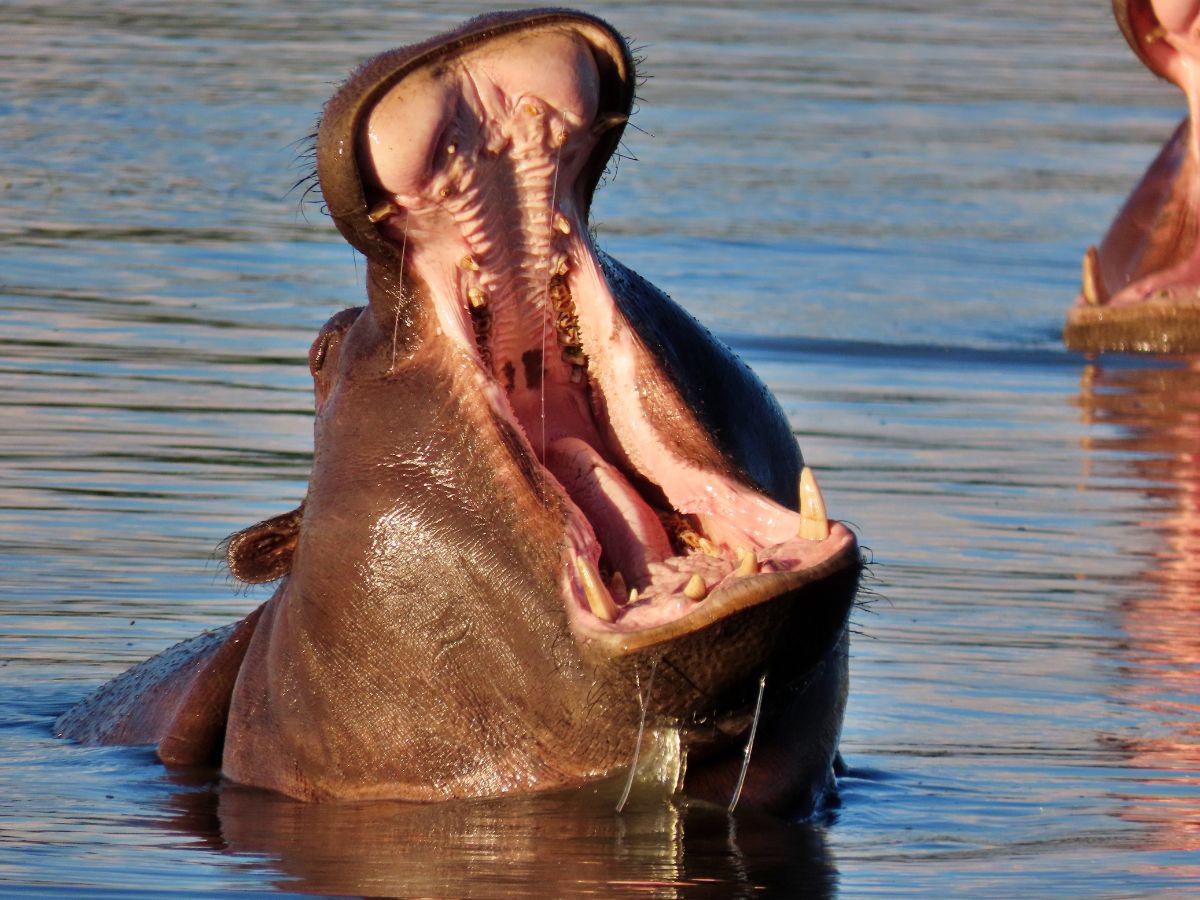 Este será el triste final de los hipopótamos de Pablo Escobar