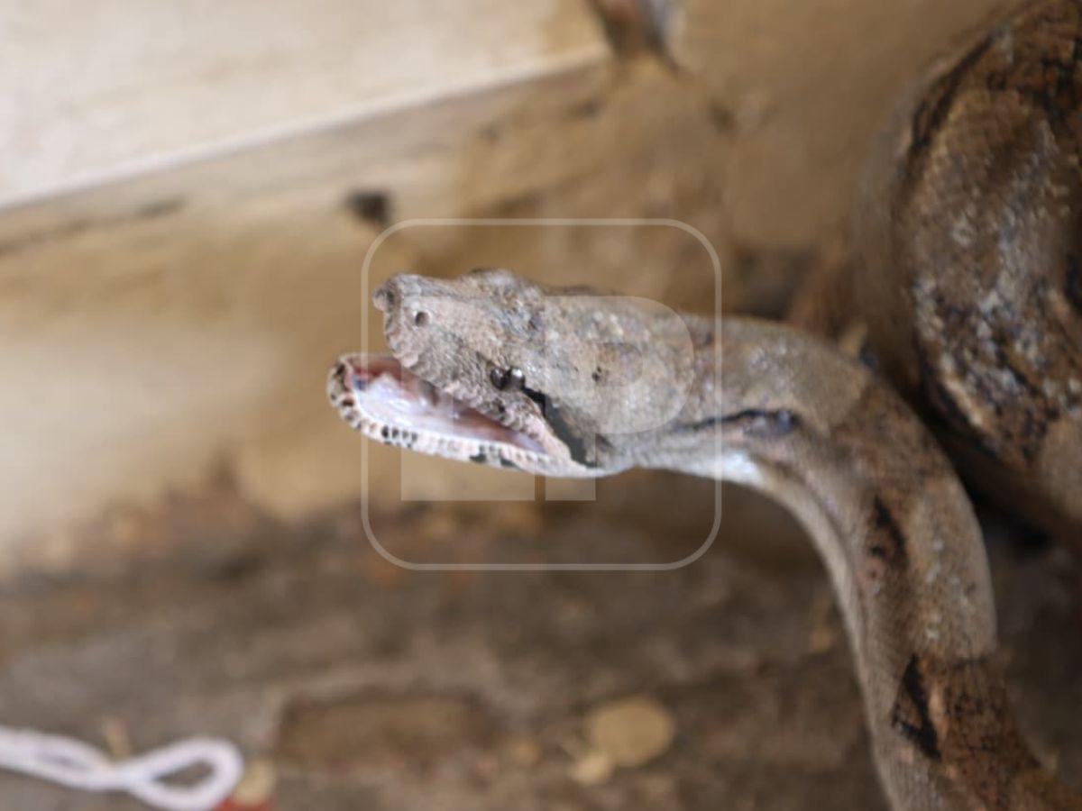 Boa hallada en la capital habría ingresado oculta en carro importado desde USA