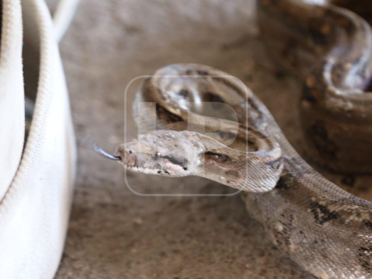 Boa hallada en la capital habría ingresado oculta en carro importado desde USA