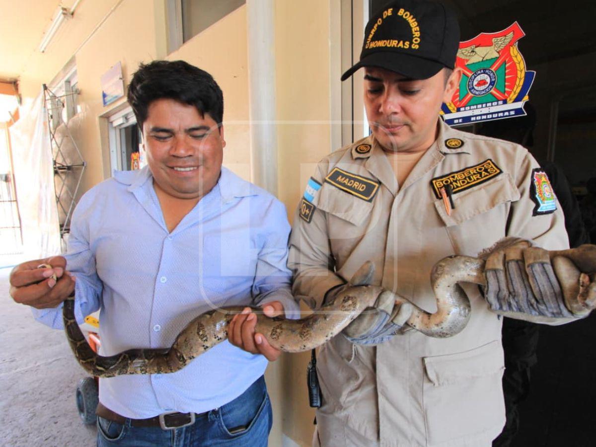 Boa hallada en la capital habría ingresado oculta en carro importado desde USA