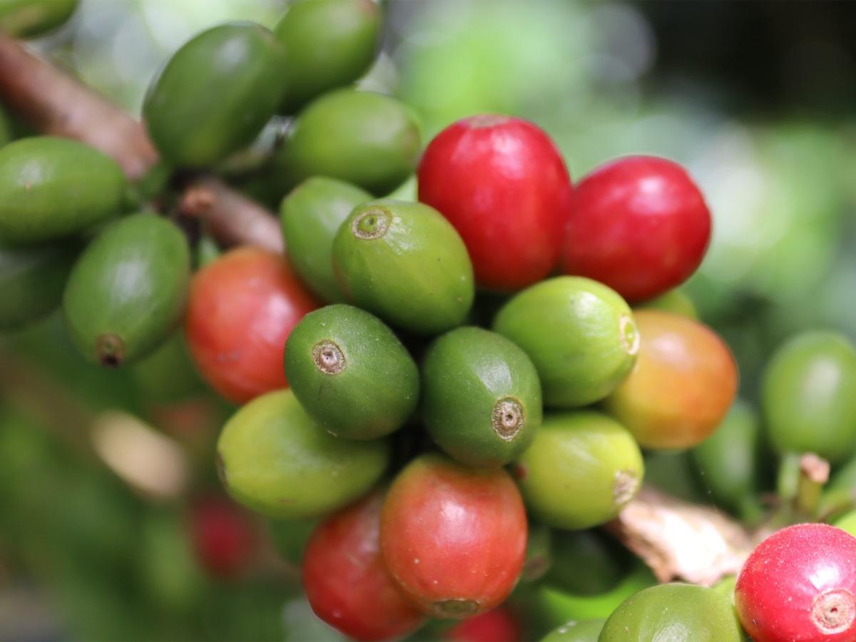 Esta temporada se espera que la cosecha de café sea de 6.5 millones quintales, con un precio promedio de $185 el quintal exportable.