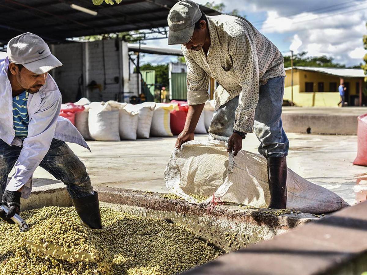 Caída de las exportaciones dejará más desempleo en 2025 en Honduras