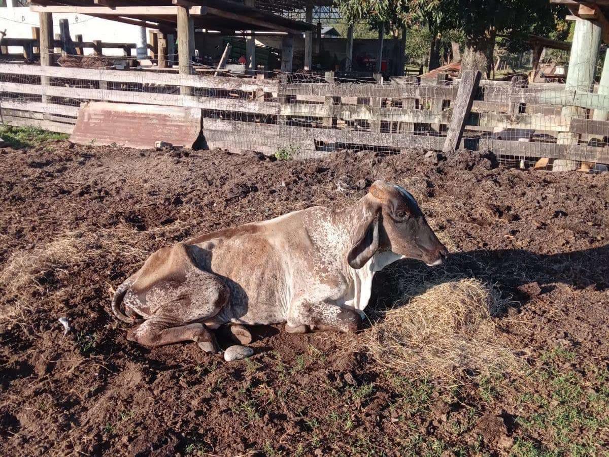 El ganado que se encuentra en el rancho Corsa está desnutrido, ya que sus dueños no podían alimentarlo.
