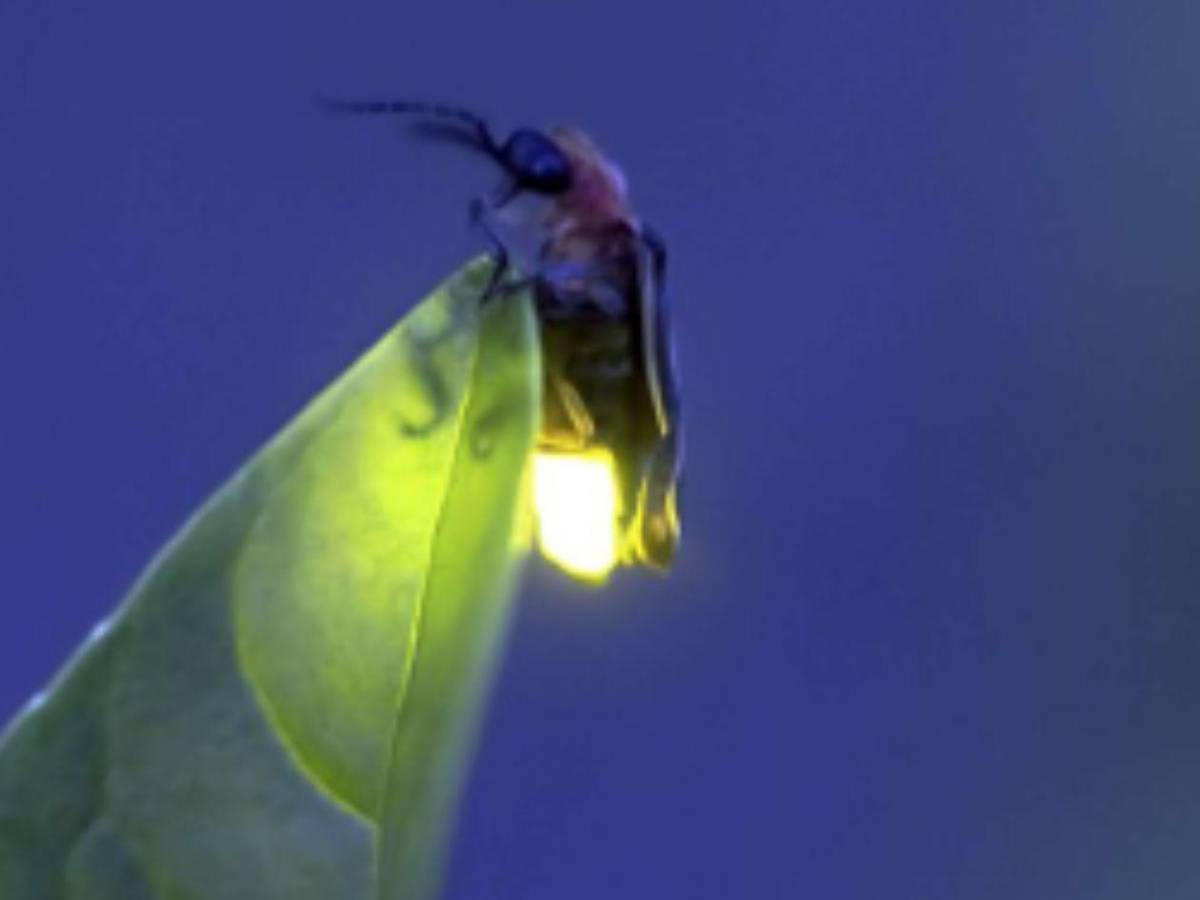 Luciérnagas al borde de la extinción: el mundo podría perder su luz