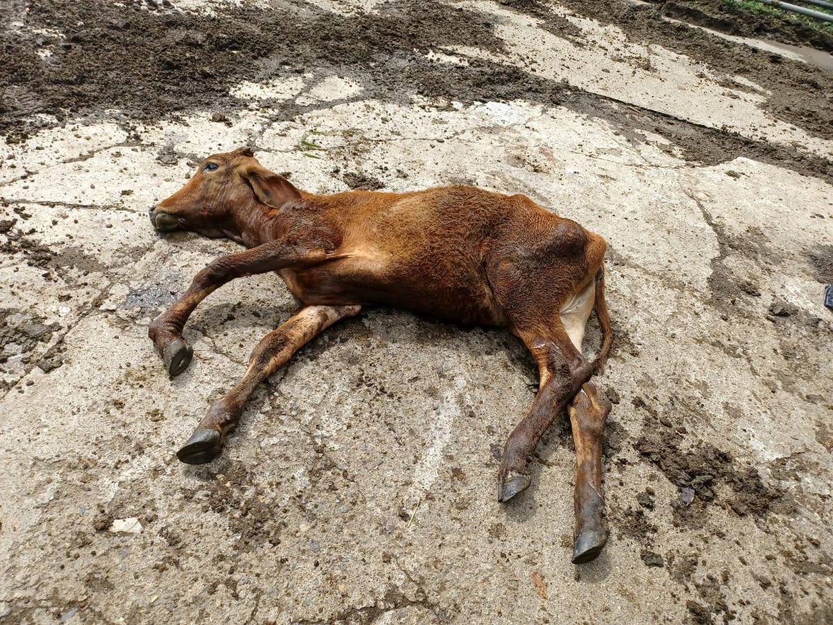 Dos mil reses ahogadas y L280 millones en pérdidas reportan ganaderos