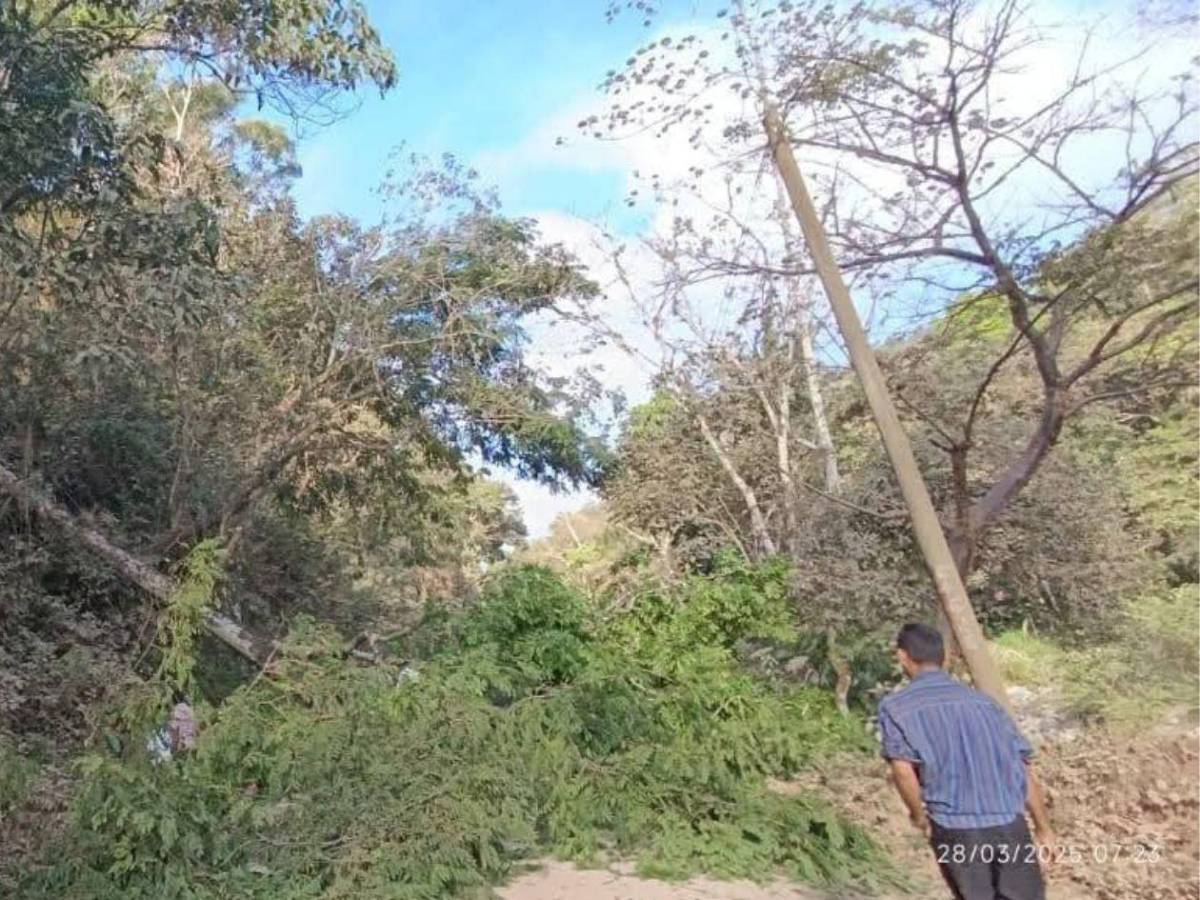 Maestro en motocicleta muere al caerle un árbol en Santa Bárbara