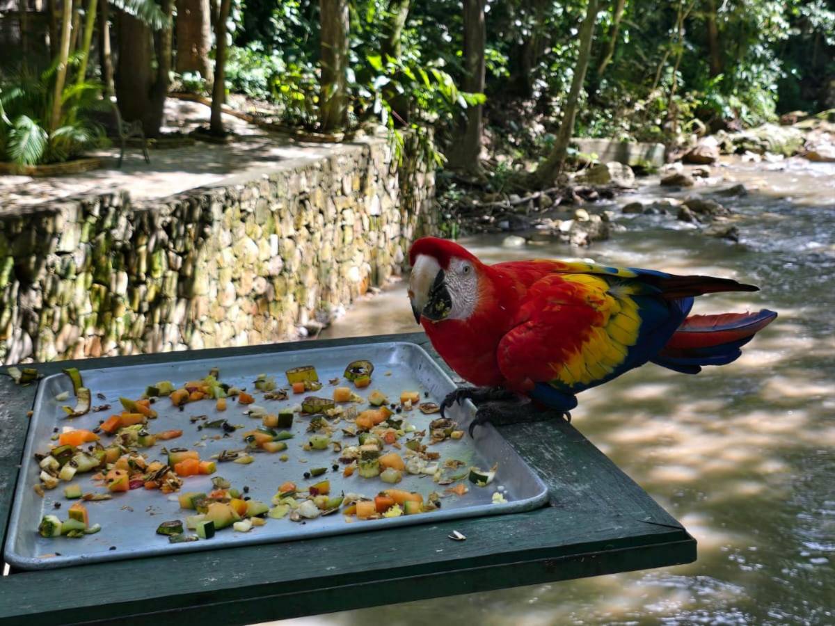 Del huevo al vuelo: el viaje de la guacamaya roja hacia la libertad