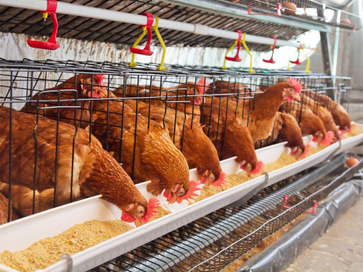 ¿Puedo comer pollo y huevos? Las 15 preguntas y respuestas sobre la gripe aviar